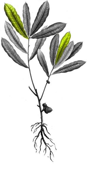 Efficient Growth – <br/>Simple, Rational, Effective